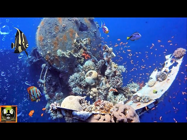 Underwater Sounds with Oceanscapes & Underwater Animals | 8 Hours Under The Sea Sound (Part 2)