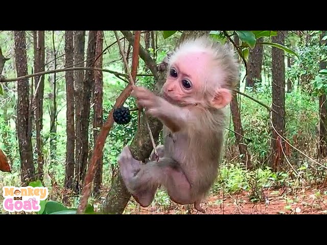 Baby monkey and Goat is very good
