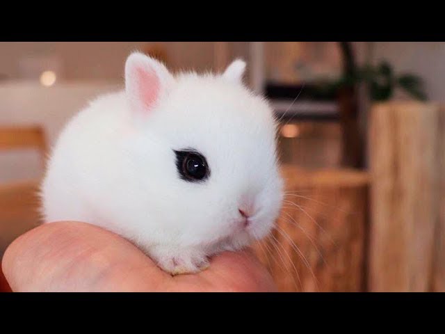 The CUTEST PETS In The World Part 2