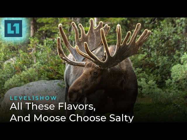The Level1 Show January 19 2024: All These Flavors, And Moose Choose Salty