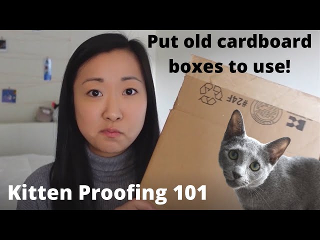 How to Kitten-Proof your Apartment