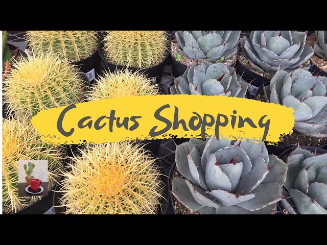 Cactus Shopping | Annual Spring Plant Sale