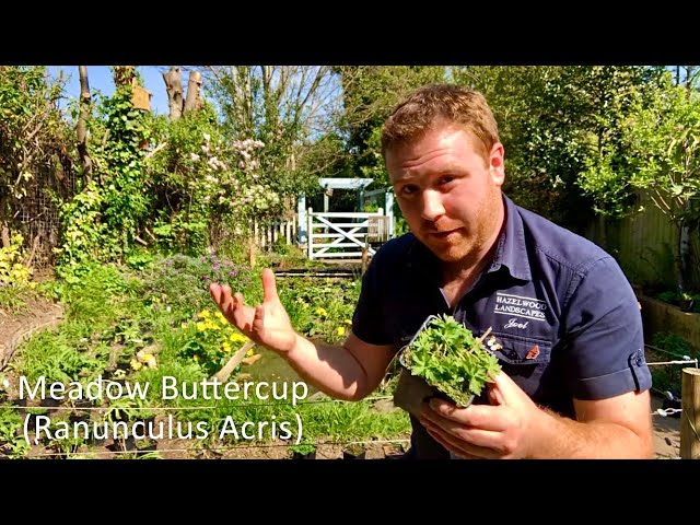 How to Make a Wildflower Meadow - Top Plants to Include - Episode 5