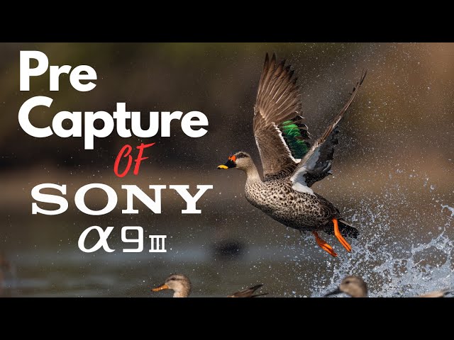 Exploring Sony A9 III  Pre Capture
