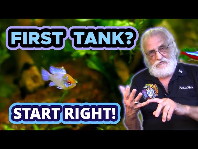 3 Things You MUST DO RIGHT in Your New Aquarium