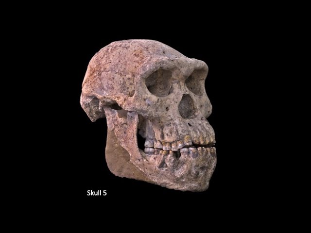 Origins of Genus Homo–Australopiths and Early Homo; Variation of Early Homo; Speciation of Homo