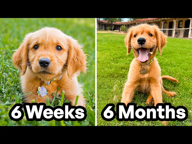 The First 6 Months of My Puppy's Life! 🐶