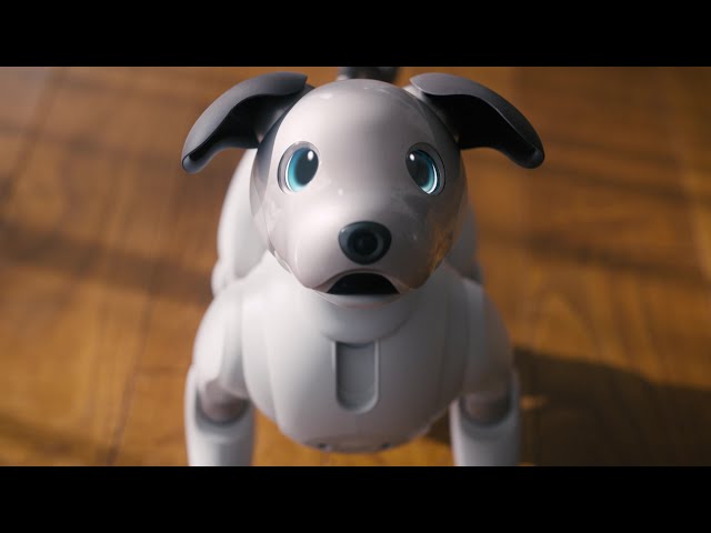 Living with aibo