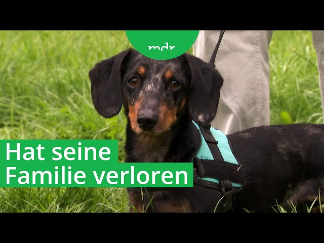 Tiervermittlung aus dem Tierheim Crimmitschau | Tierisch tierisch | MDR