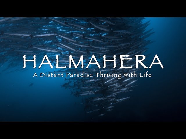 HALMAHERA DIVING | A Distant Cinematic Paradise (4k)