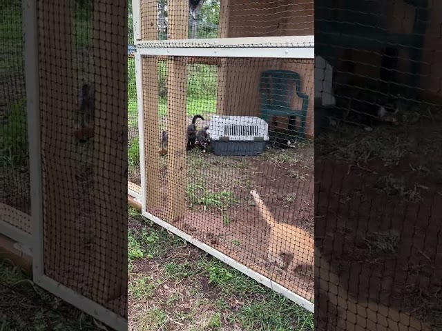 Testing the new enclosure with EIGHT kittens