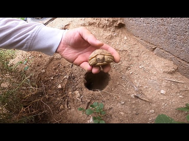Baby Tortoises Hatching Out of the Ground