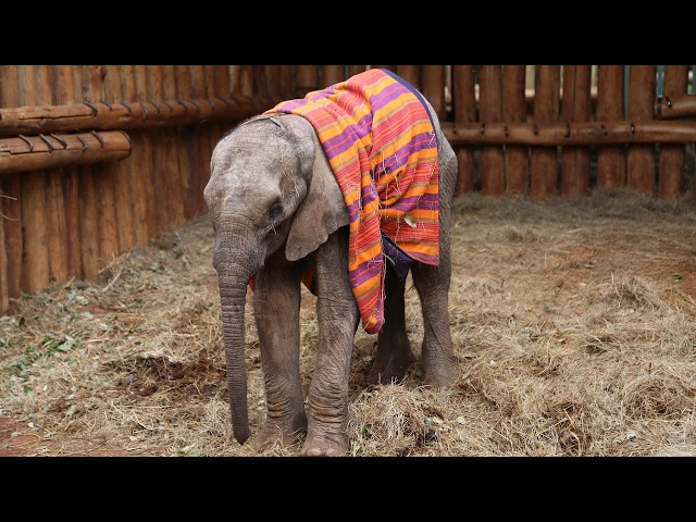 Orphaned Baby Elephant Saved From Starvation