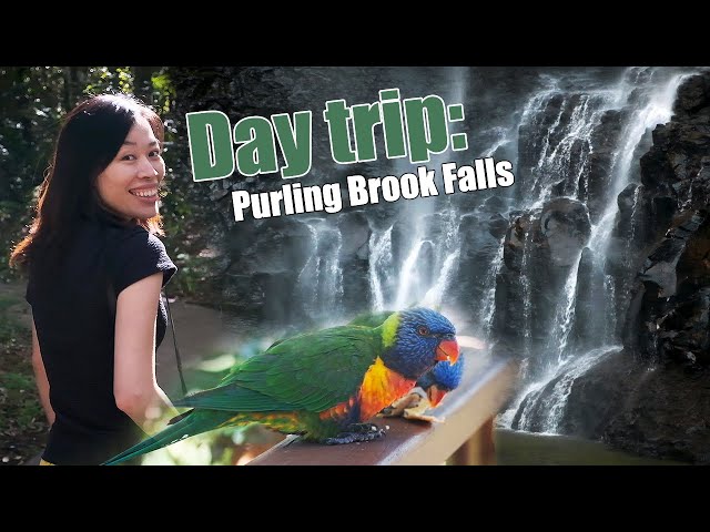 Spectacular Australian scenery at Purling Brook Falls - a day trip from Brisbane.
