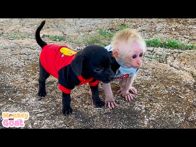 Cute moments of baby monkey and puppies