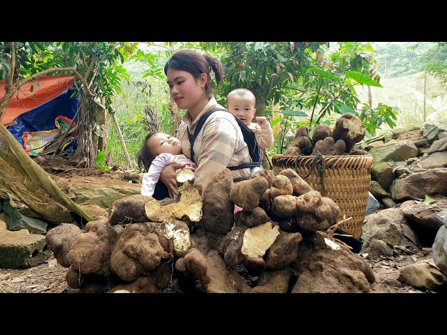 Harvesting Yams to sell at the market - Taking care of pets & Cooking with two children