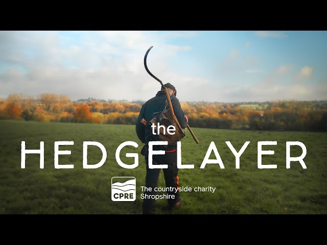 The Hedgelayer