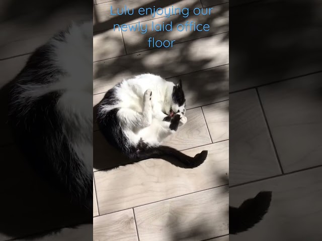 Lulu taking advantage of our newly laid office floor and the Spring sunshine