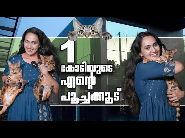 50 ലക്ഷം വിലയുള്ള പൂച്ച കുട്ടികൾ | My Home Tour | Bengal Cat | Anu Joseph