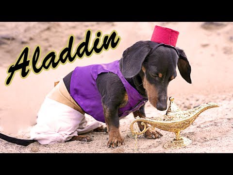 Ep 11. Crusoe and the Magic Lamp - (Cute & Funny Wiener Dog as Aladdin!)