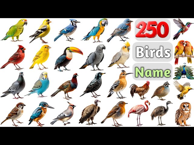 Birds Vocabulary ll 250 Birds Name In English With Pictures ll All Birds Name In English
