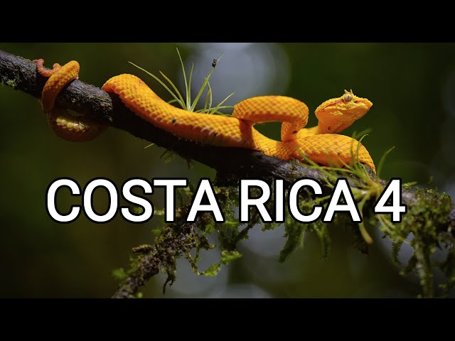 Behind the scenes - herping Costa Rica 4, Eyelash pit vipers, tapirs, tamandua, quetzal