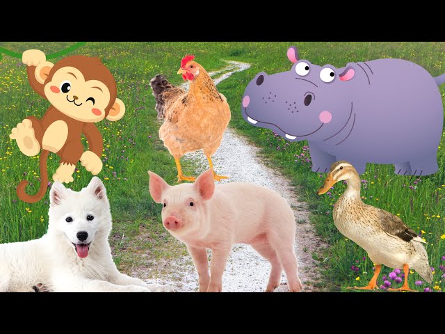 Animals that are close to people - Dog, cat, duck, pig,...