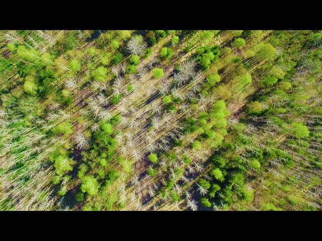 DJI Air 2S 4K Sample Footage // Drone Footage Forrest