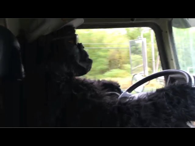 ...And Jered stops by with his Gorilla suit