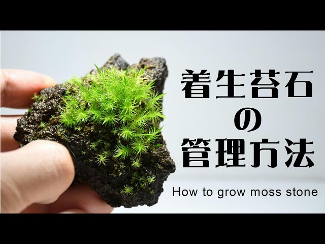 Handling and Maintenance of Moss Stone / Making a mossy stone in Terrarium #04