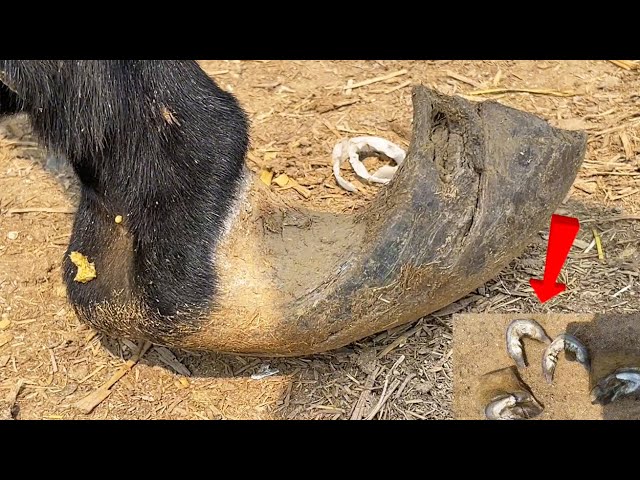 Never seen such Huge Donkey Hoof! Rescue this donkey tortured by hooves