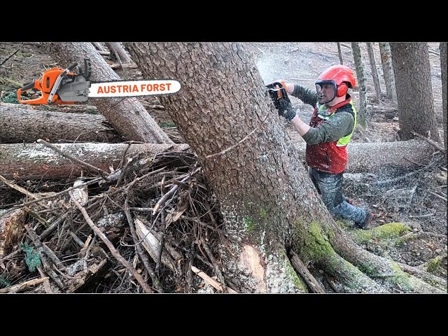 Extreme Holzfällung im Steilhang