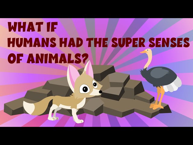 What If Humans Had the Super Senses of Animals? - super senses of animals? - Learning Junction