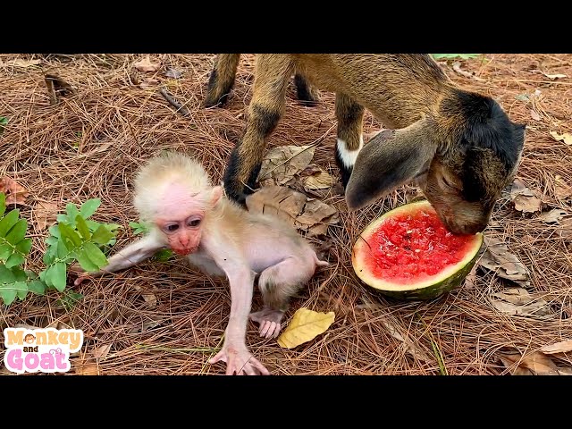 Cute baby monkey won to eat watermelon with goat