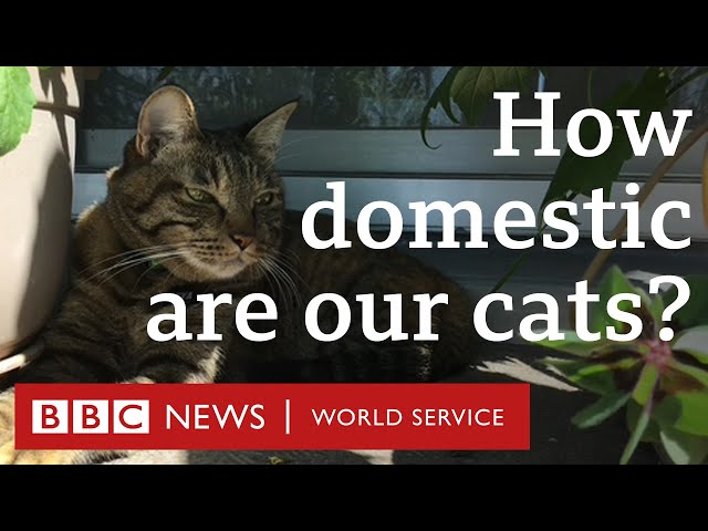 Would my cat survive in the wild? - CrowdScience, BBC World Service