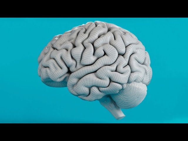 How Does Our Brain Store Memories?