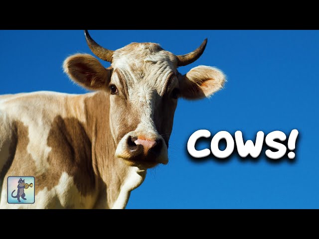 COW VIDEO! 🐄 Beautiful COWS, Nature Scenery & Relaxing Music for Stress Relief