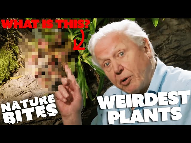 David Attenborough's Weirdest Plants | Nature Bites