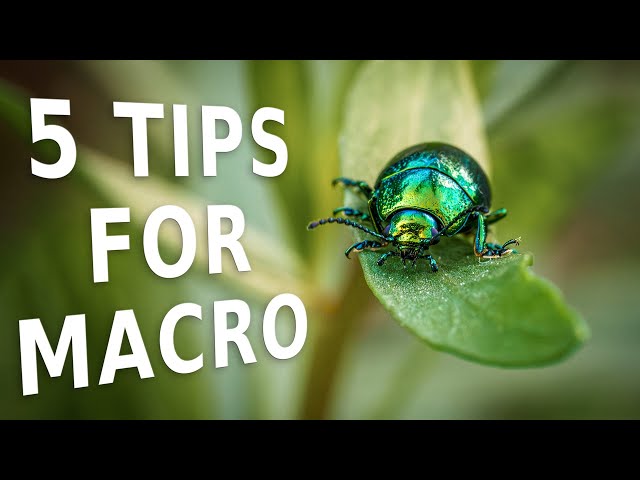 5 MACRO tips for beginners