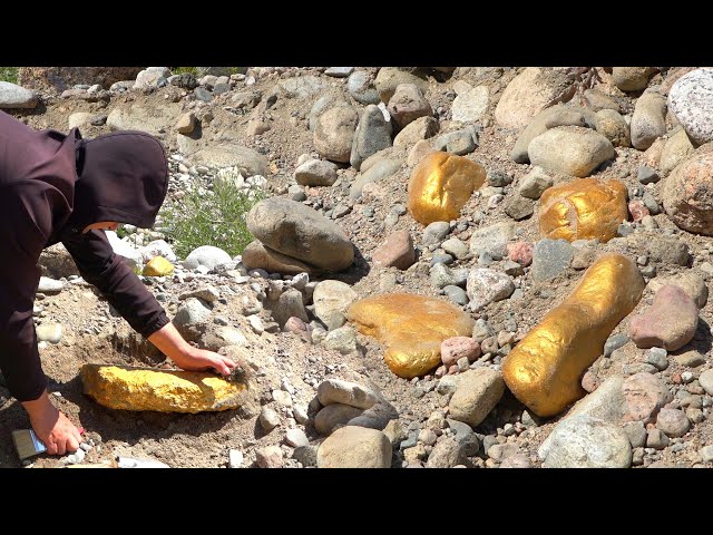 Digging for Treasure worth millions from Huge Nuggets of Gold