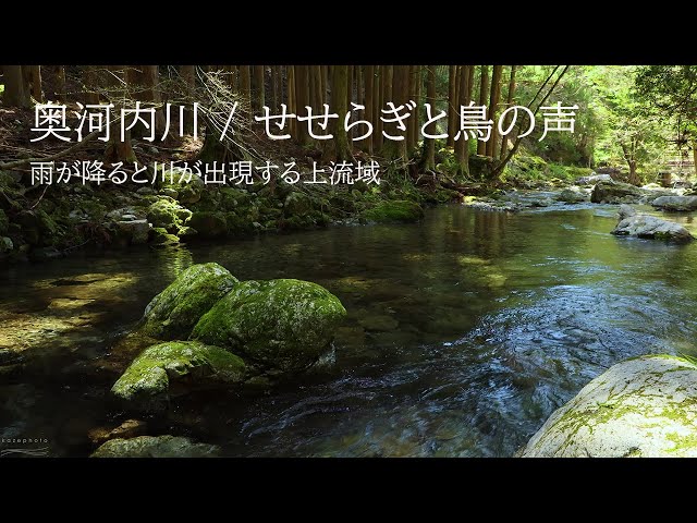 4K video + natural environmental sounds / Mie Okukouchi River murmuring and bird voices
