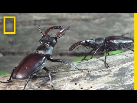 Peek Inside the Strange, Secret World of Bugs | Short Film Showcase