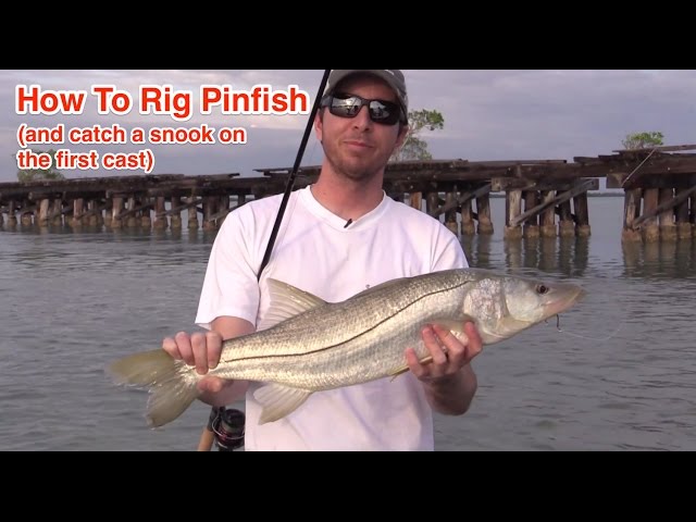How to Rig a Pinfish for Catching Snook, Tarpon, Redfish, and Grouper