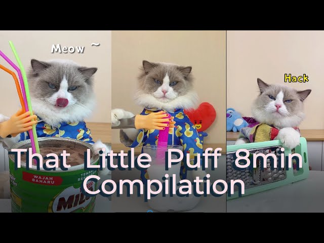 That Little Puff Compilation | funny 8min collection #thatlittlepuff #catsofyoutube #compilation