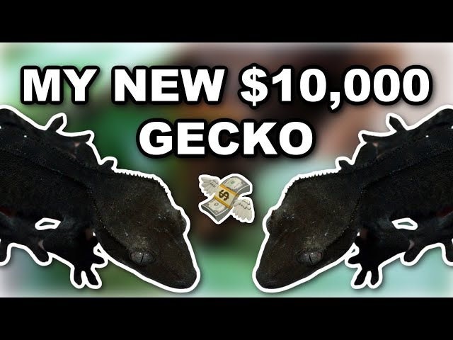My New $10,000 Gecko *INSANE* (Axanthic Crested Gecko - Altitude Exotics)