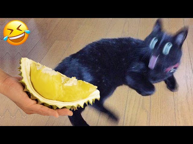 New Funny Animals 😂 Funniest Cats and Dogs  Videos 😻🐶 Part 13