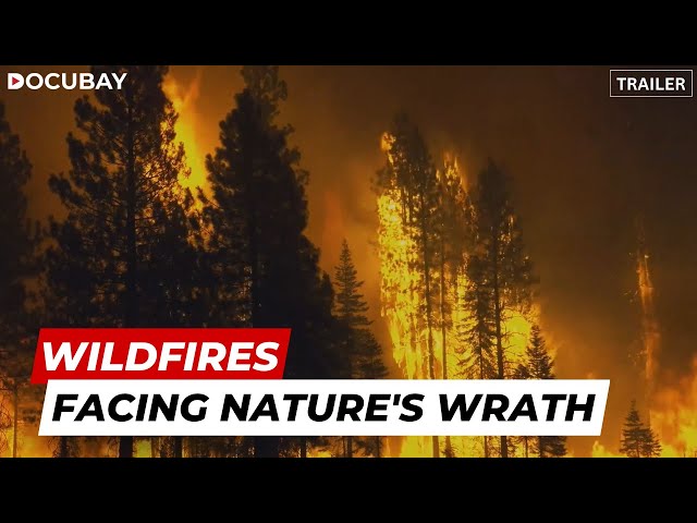 How Do Wildfires Occur & Is There A Way To Contain Forest Fires? | Stream 'The Big Burn' On DocuBay