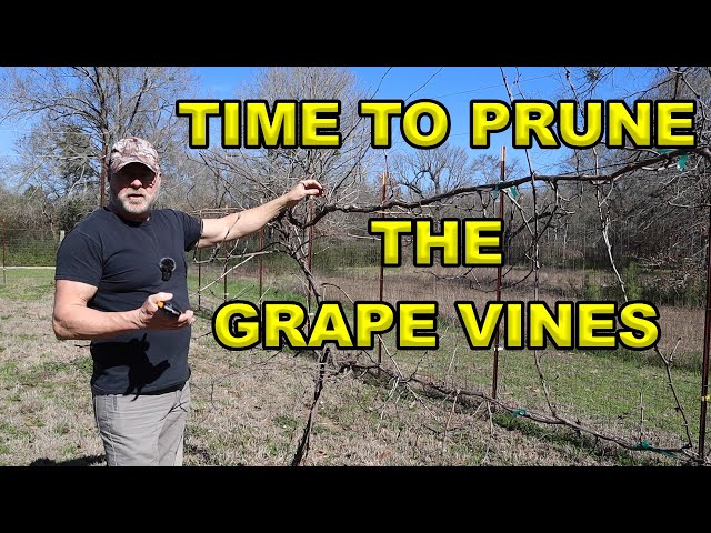 How To Prune Grape Vines