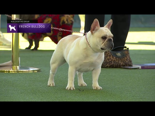 French Bulldogs | Breed Judging 2023