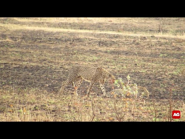 Leopard VS cheetahs